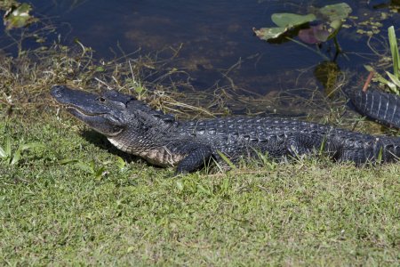Aligator in Shark Valley, Everglades
